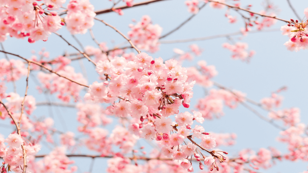 Cherry blossoms in Sweden