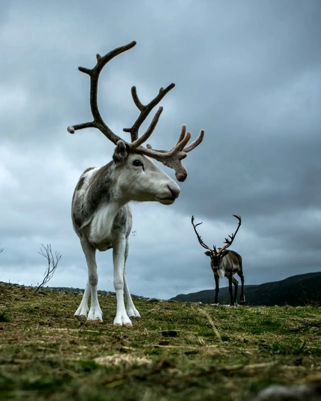 Wildlife Norway Raindeer