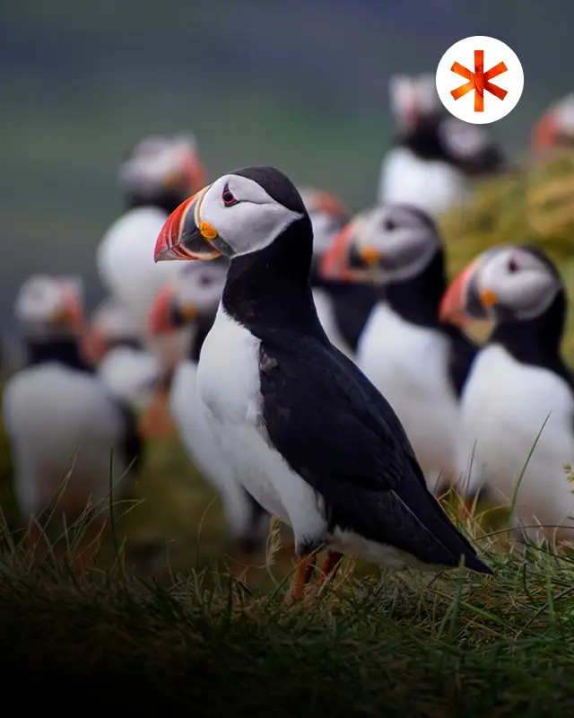 SilverOpus Travel Tours - More Puffins than People Iceland