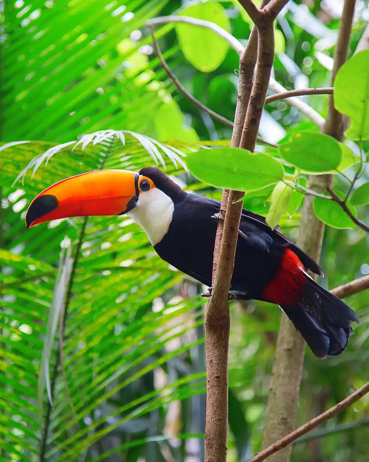 SilverOpus Travel Tours Destination Brazil Allure Exotic Wildlife