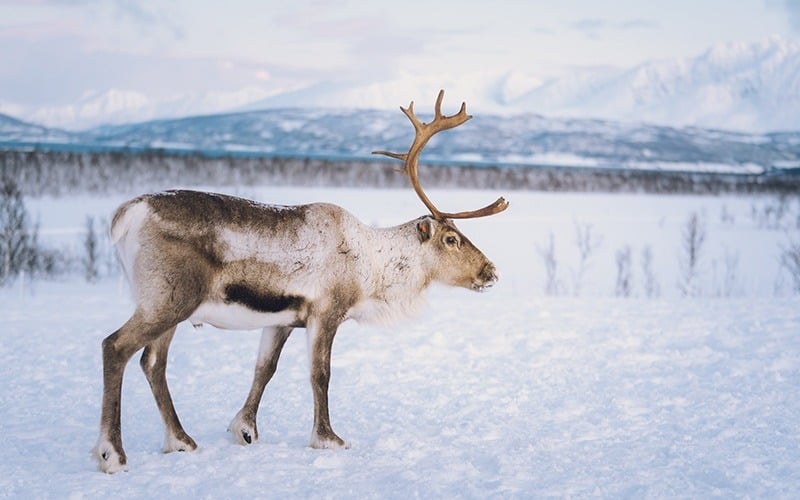 SilverOpus travel tours Norway Winter Luxe Raindeer