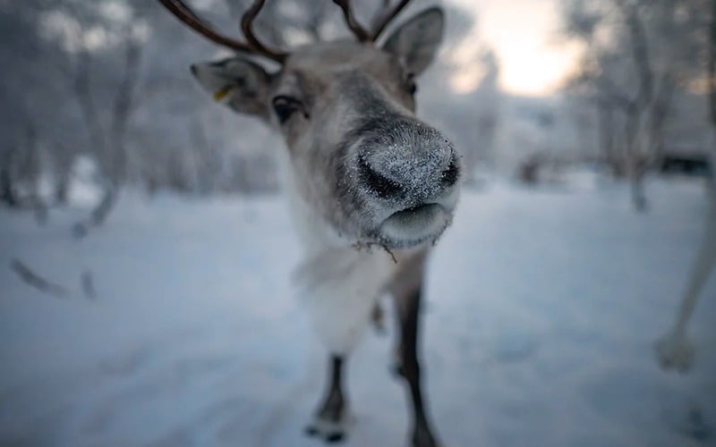 SilverOpus travel tours Norway Winter Luxe Raindeer Face